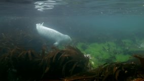 Baby Harbor gray spotted seal largha swims in underwater grass in Japan Sea and pose for  video camera underwater. Amazing underwater world and the inhabitants, fish, stars, octopuses.