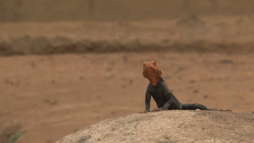 Orange-headed lizard