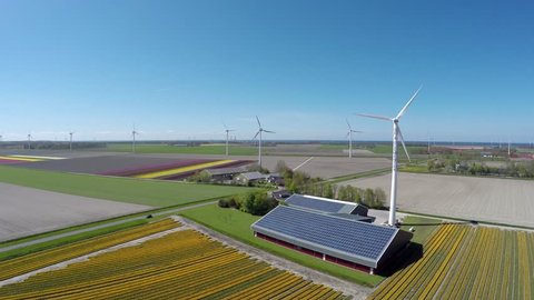 Aerial flying backwards over colorful yellow tulip field also showing wind turbines and farm shed with solar panel roof providing renewable energy to homes polder landscape during springtime 4k