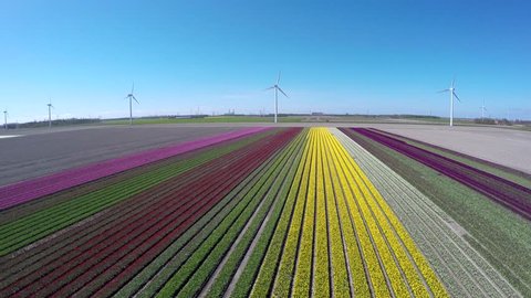 Aerial flying forwards over colorful tulip fields pink green yellow and white colors also showing wind turbines providing renewable energy to homes beautiful polder landscape during springtime 4k