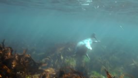 Baby Harbor gray spotted seal largha swims in underwater grass in Japan Sea and pose for  video camera underwater. Amazing underwater world and the inhabitants, fish, stars, octopuses.