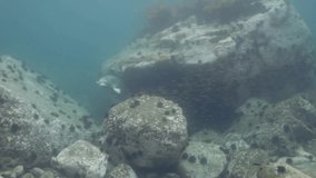Baby Harbor gray spotted seal largha swims among underwater rocks in Japan Sea and pose for  video camera underwater. Amazing underwater world and the inhabitants, fish, stars, octopuses.