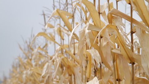 CU - Top of corn crops rustling in the wind