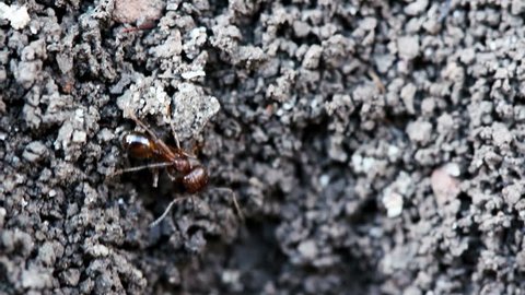 Ants make burrow on the ground. Macro shot.