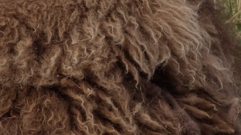 Extreme close up on shaggy bison fur on sunny day - A004 C087 051535 001