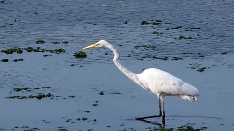 Great egret in lagoon Yatsu, Chiba May, 2016