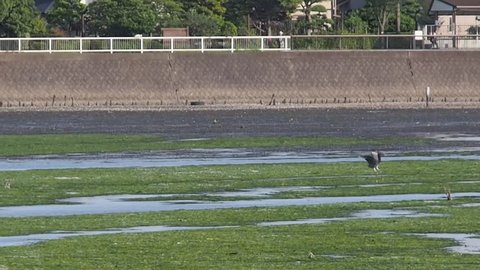 Grey heron in lagoon Yatsu, Chiba May, 2016