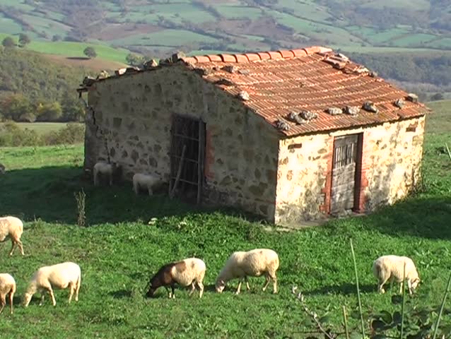 House and sheep