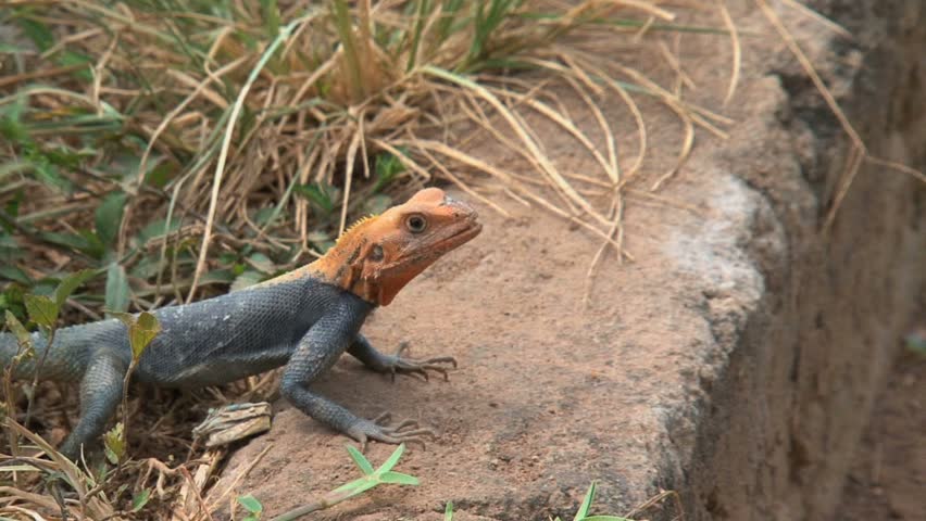 Orange-headed lizard