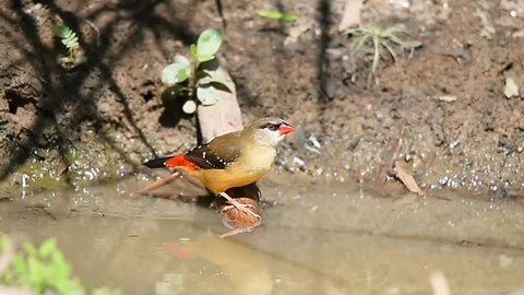 Red avadavat, red munia or strawberry finch (Amandava amandava) in water hole in the hot summer day, northern Thailand.