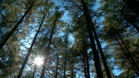 Looking up at sun shining through evergreen trees
