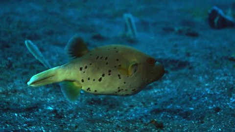 The Bluefish Pomatomus Saltatrix Predatory の動画素材 ロイヤリティフリー Shutterstock