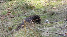 4K footage of an Otter in the Bavarian Forest (Bayerischer Wald in German) National Park in Bavaria, Germany