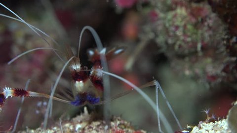 Banded cleaner or boxer shrimp eating, Red Sea.
Stenopus hispidus, macro shot