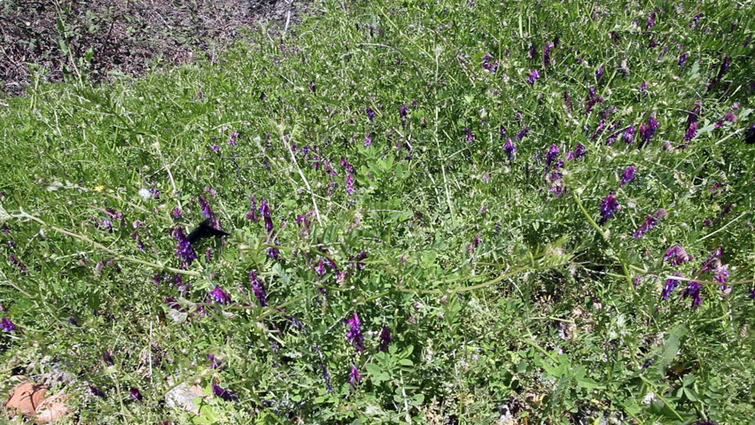 Black Butterfly Fluttering Over Purple Lupine Flowers

