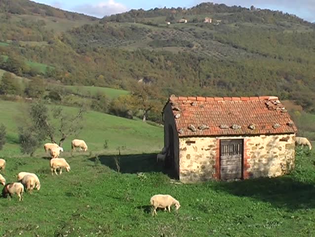 House and sheep