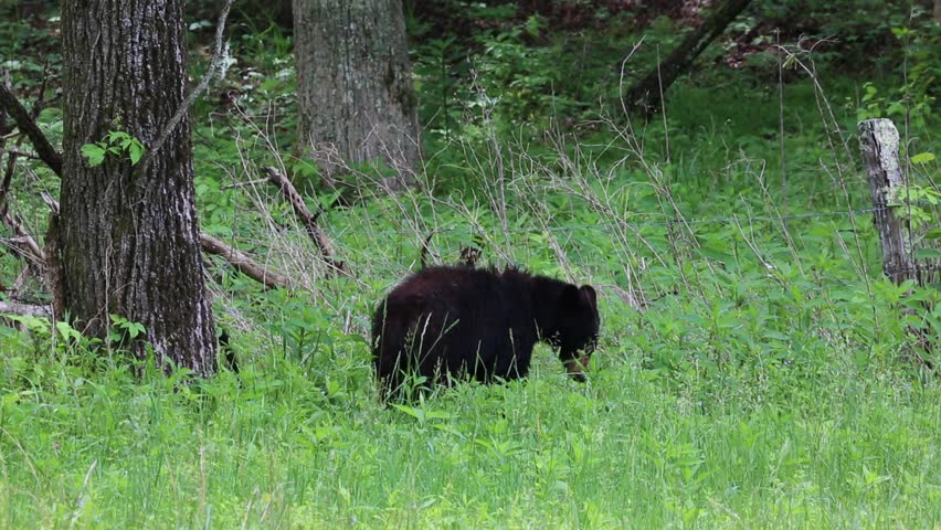 Black bear on the edge of forest - Great Smoky Mountains National Park, Tennessee