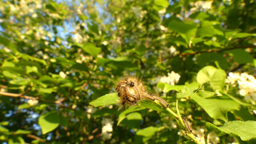 Thaumetopoea processionea caterpillars on leaf tree in summer