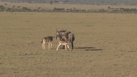 Wildebeest youngs