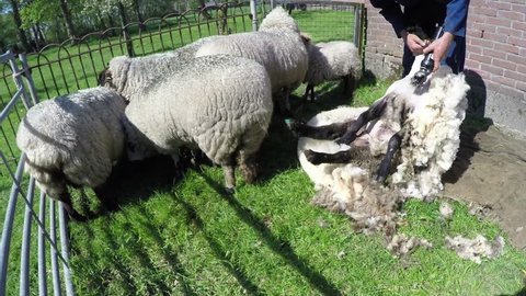 Footage of shearer sheep shearing sheep is process by which woollen fleece of sheep is cut off typically each adult sheep is shorn once each year 4k high resolution sheep farm spring day