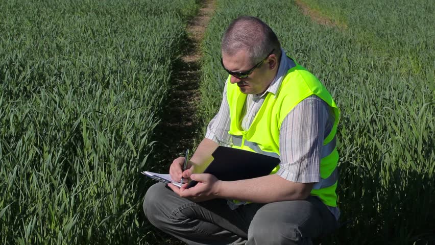 Farmer writing at the green cereal field