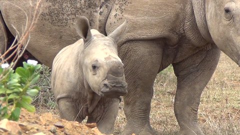 Close up white baby rhino standing next to its mother.