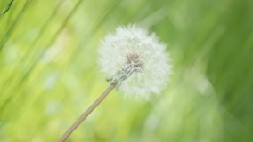 Slow motion Taraxacum flower in the  field natural background 1080p HD footage - Lonely dandelion flower bud in the green grass slow-mo 1920X1080 FullHD video