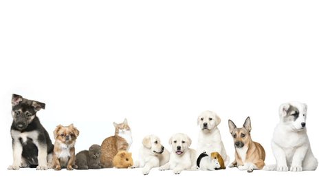 group of pet on a white background