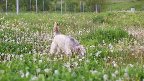 Dog playing in dandelion field
