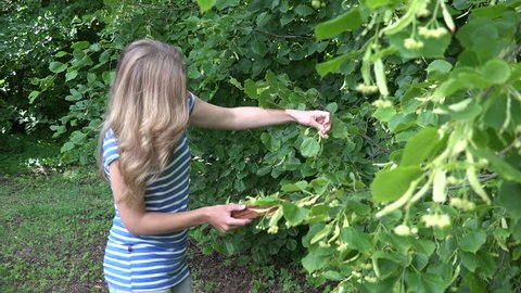 herbalist woman picking linden tree flowers for herbal medicine. Seasonal July work. Herb ingredient for healthy tea. Static focus change shot. 4K