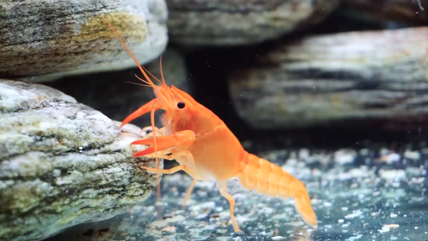 aquarium lobster