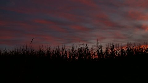 Cornfield silhouetted against colorful sunrise