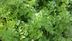 Green parsley in motion