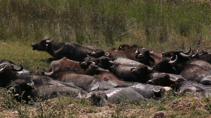Herd of buffaloes take a refreshing bath during a hot day