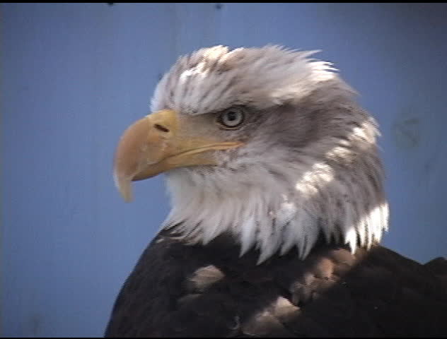 Closeup of bald eagle in captivity at the top of Mt. Roberts in Juneau, Alaska. Tripod.