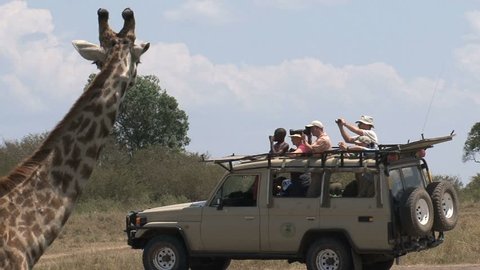 Giraffe in front of safari car with tourists