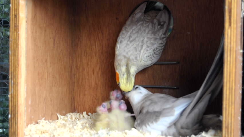 Parents Pluck Baby Birds' Feathers BeChewy