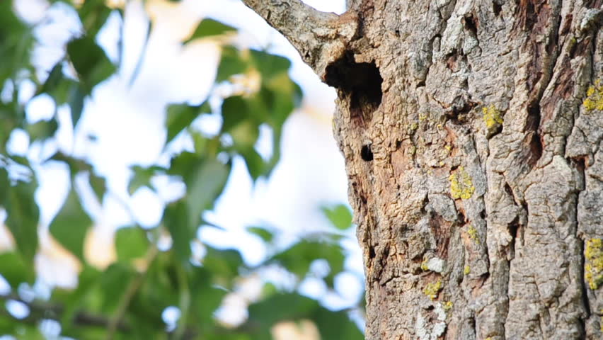 A middle spotted woodpecker (Dendrocopos medius) brings food to its nest, feeds the young and leaves, the young calls for food and peeps its head out of the nest hole
