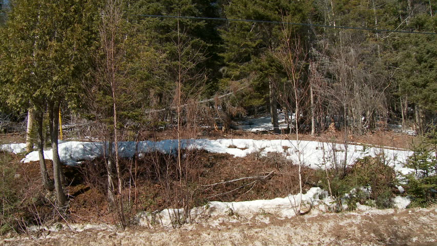 Zoom into deer lying down and eating