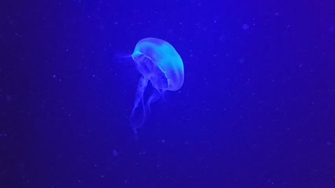Jellyfish swim slowly in the sea.