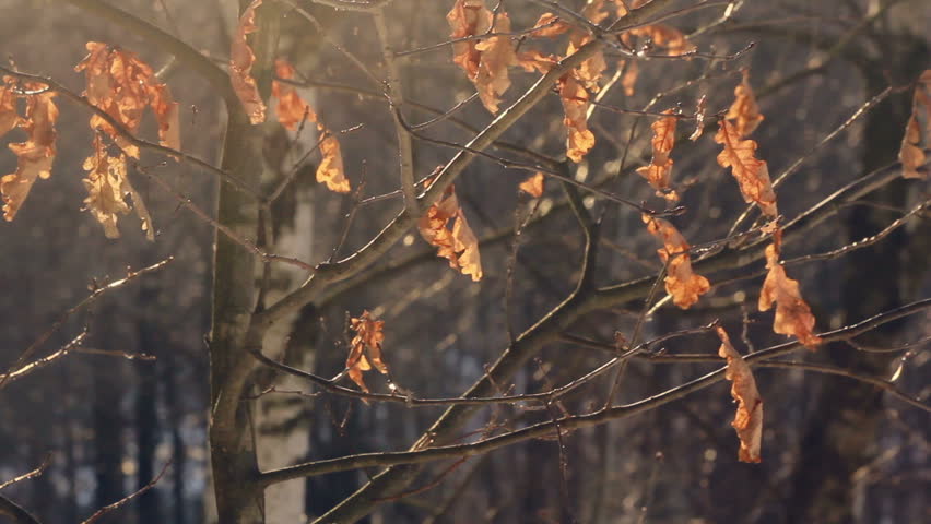 Dry leaves on tree in autumn forest. Few leaves on tree. Autumn oak tree. Autumn forest background. Autumn leaves background. Bare branches of trees