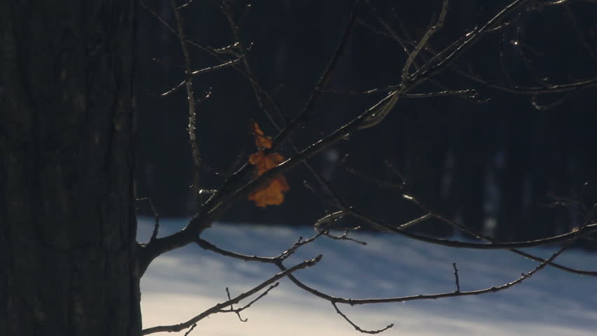 Winter tree. Dry leaf on bare branches of tree in winter forest. One dry leaf on tree. Oak tree in winter