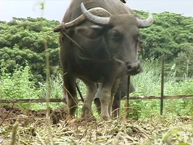 A native water buffalo in the Philippines helps plow a field
