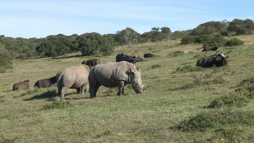 Two white rhino surrounded by buffalo 