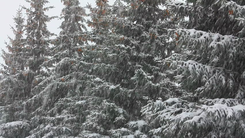 snow-covered fir and snow