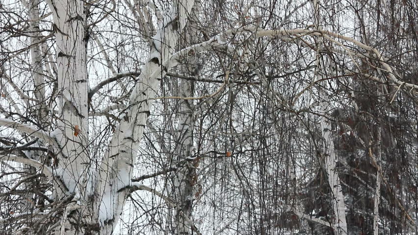 winter birch and snow