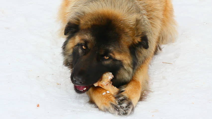 dog eating bone at winter