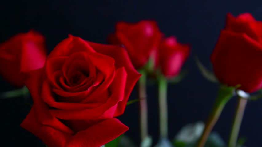 close-up view on red rose, tilt
