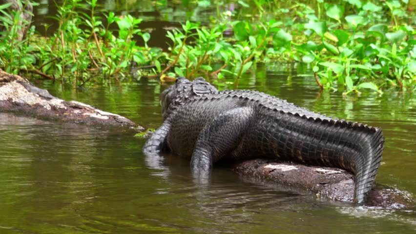 Wild alligator in the swamp of Louisiana