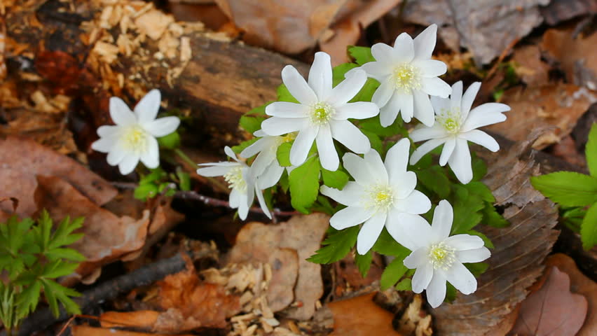 snowdrop flowers in forest